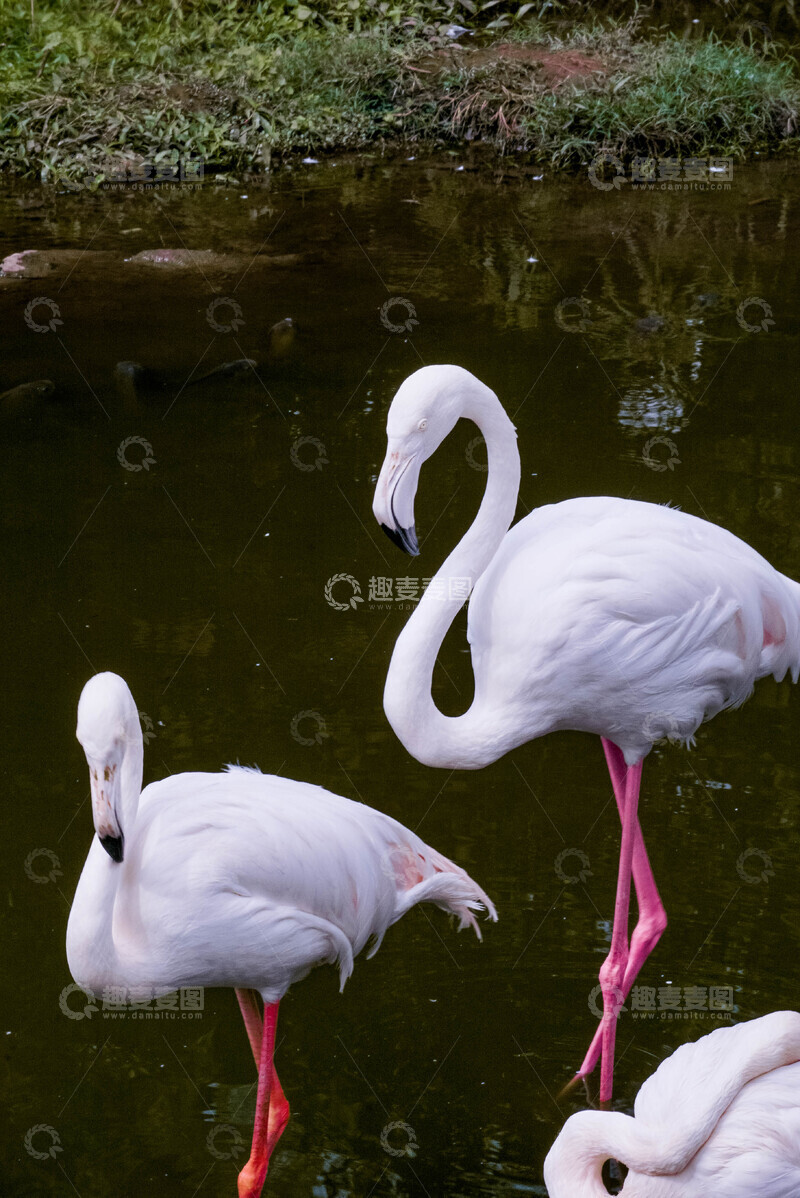 高清大图下载【趣麦麦图】自然火烈鸟水塘摄影图