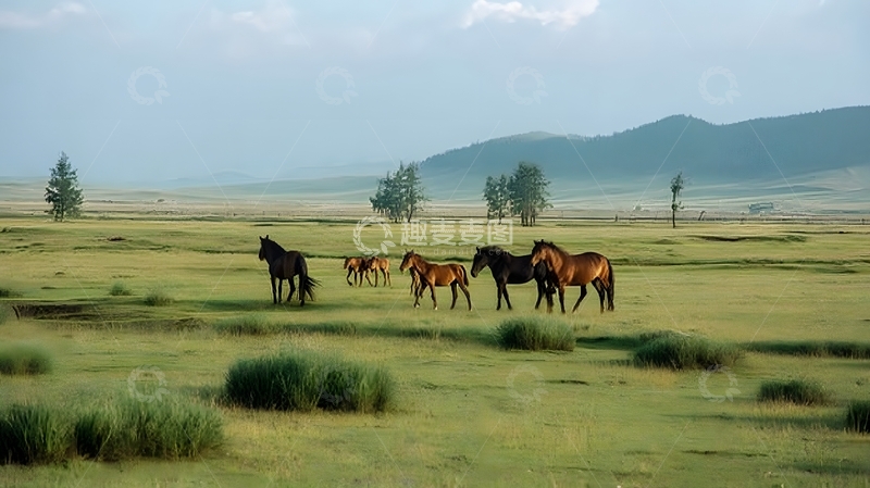 高清大图下载【趣麦麦图】草原马群自然风光摄影图片
