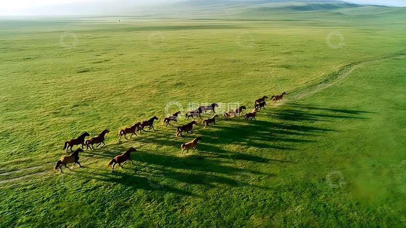 高清大图下载【趣麦麦图】草原马群奔跑航拍风光