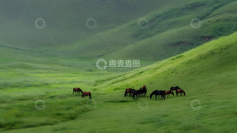 高清大图下载【趣麦麦图】草原马群绿意盎然