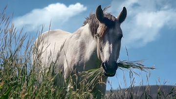 白马草原风光摄影图