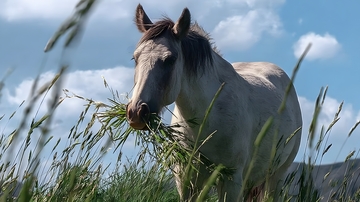 田园白马草地风光摄影