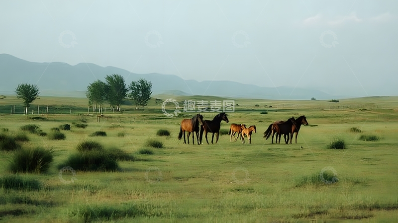 高清大图下载【趣麦麦图】草原马群风光摄影图片