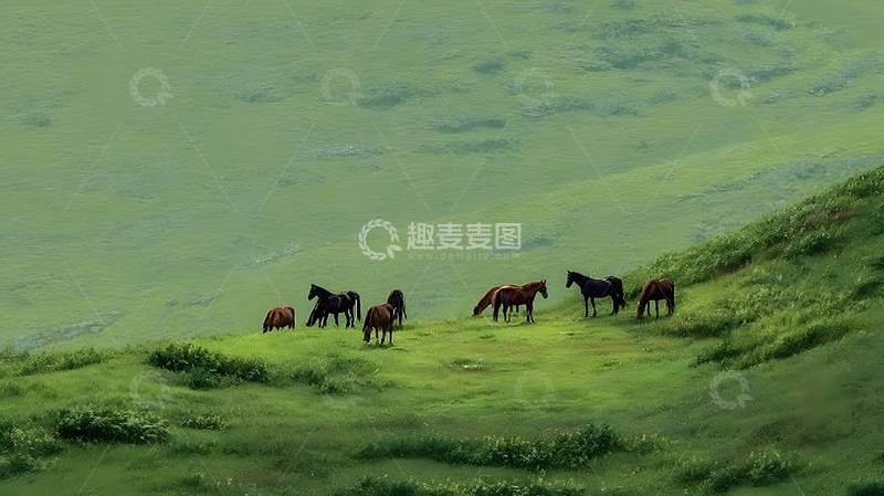 高清大图下载【趣麦麦图】草原马群风光