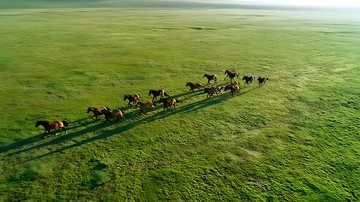 草原骏马群飞奔