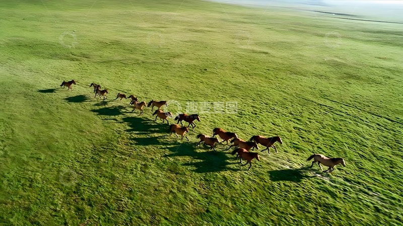 高清大图下载【趣麦麦图】草原马群奔跑航拍图