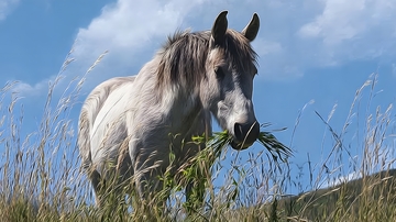 草原白马觅食风光摄影