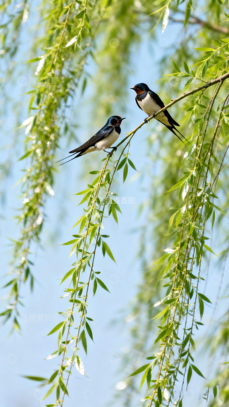高清大图下载【趣麦麦图】春光明媚燕子栖柳枝
