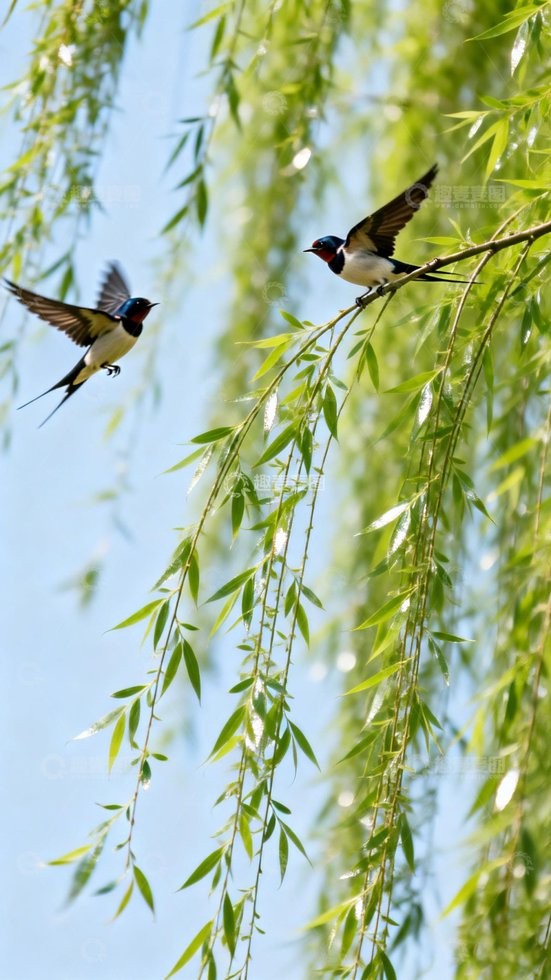 高清大图下载【趣麦麦图】春日柳枝燕子飞