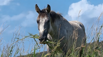野性白马草原风景摄影