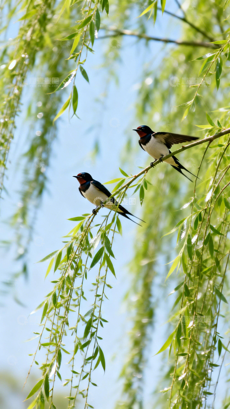 高清大图下载【趣麦麦图】春天柳枝鸟儿风景图
