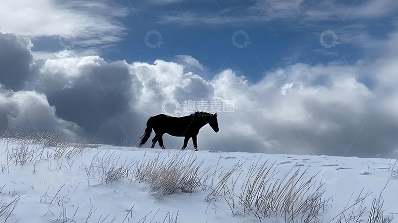 高清大图下载【趣麦麦图】雪地骏马剪影风光摄影作品