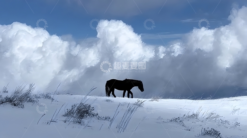 高清大图下载【趣麦麦图】雪原黑马剪影风光摄影