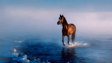 骏马涉水风光摄影