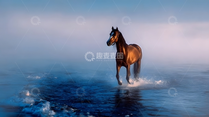 高清大图下载【趣麦麦图】骏马涉水风光摄影