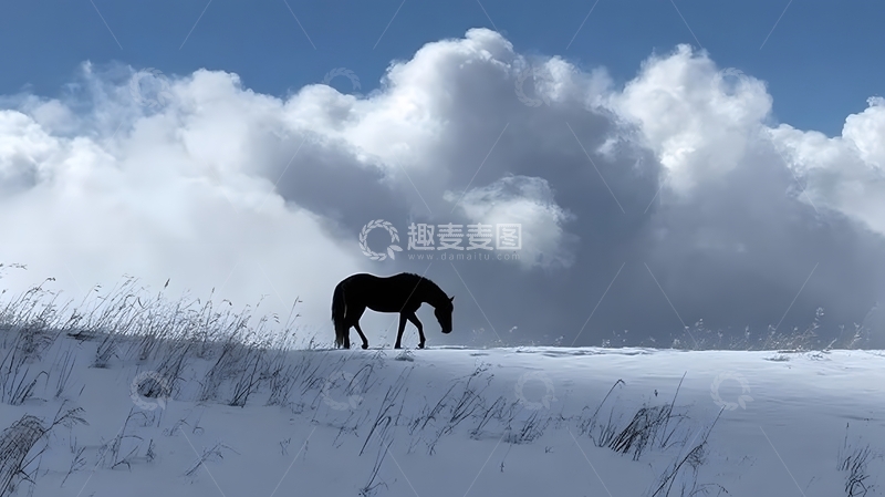 高清大图下载【趣麦麦图】雪原黑马剪影风光摄影