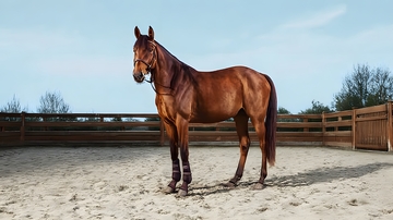 骏马沙地站立摄影