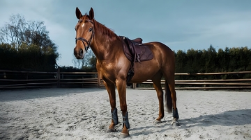 马场骏马摄影图片