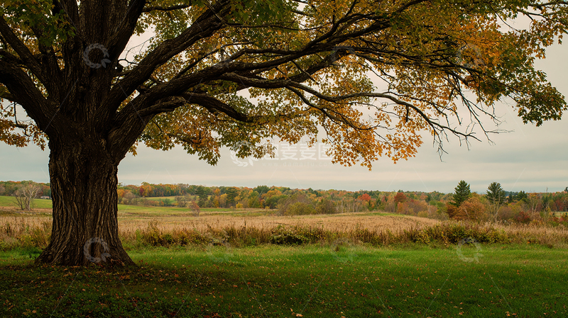 高清大图下载【趣麦麦图】秋日大树静谧时光