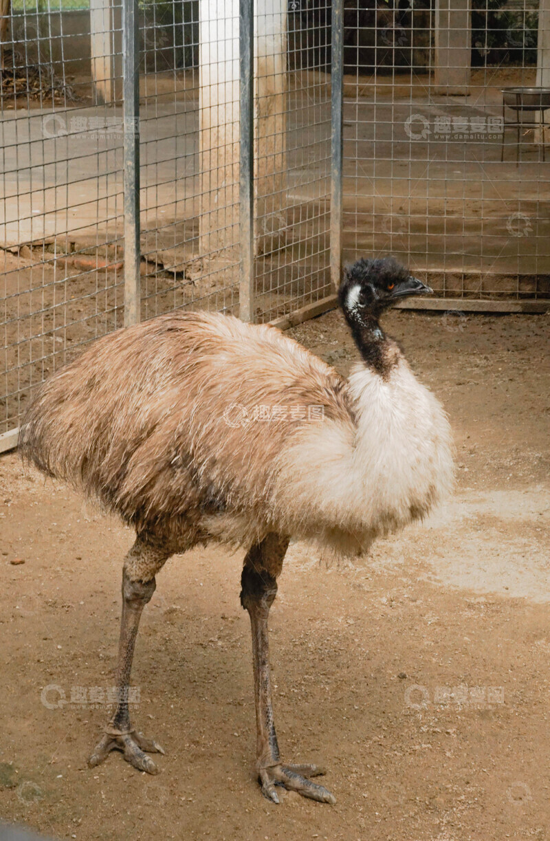 高清大图下载【趣麦麦图】动物园鸸鹋特写摄影1