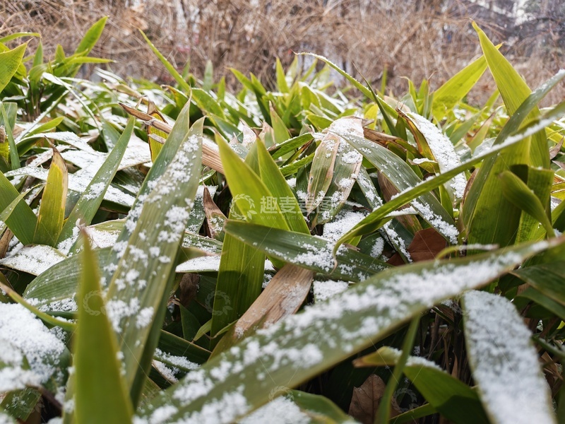 高清大图下载【趣麦麦图】雪落在枝叶上