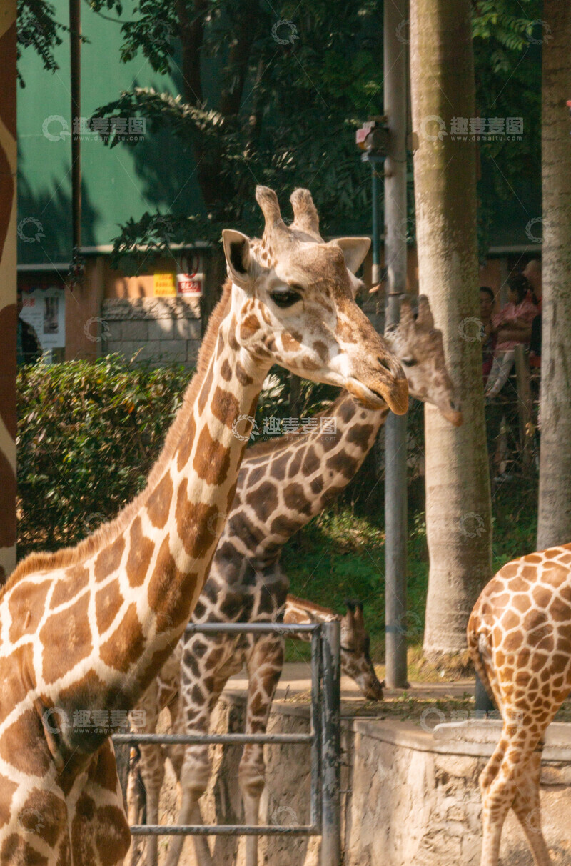 高清大图下载【趣麦麦图】动物园长颈鹿特写摄影图