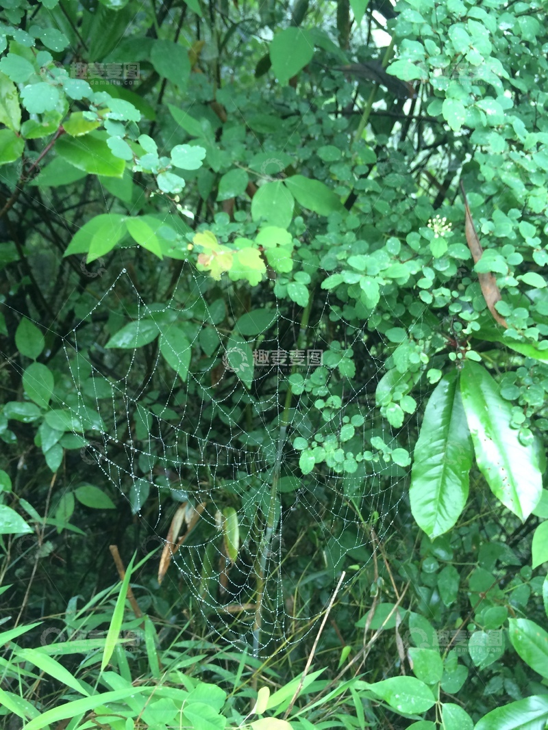 高清大图下载【趣麦麦图】杂草里的蜘蛛网