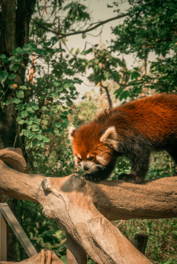林间小熊猫攀爬木枝