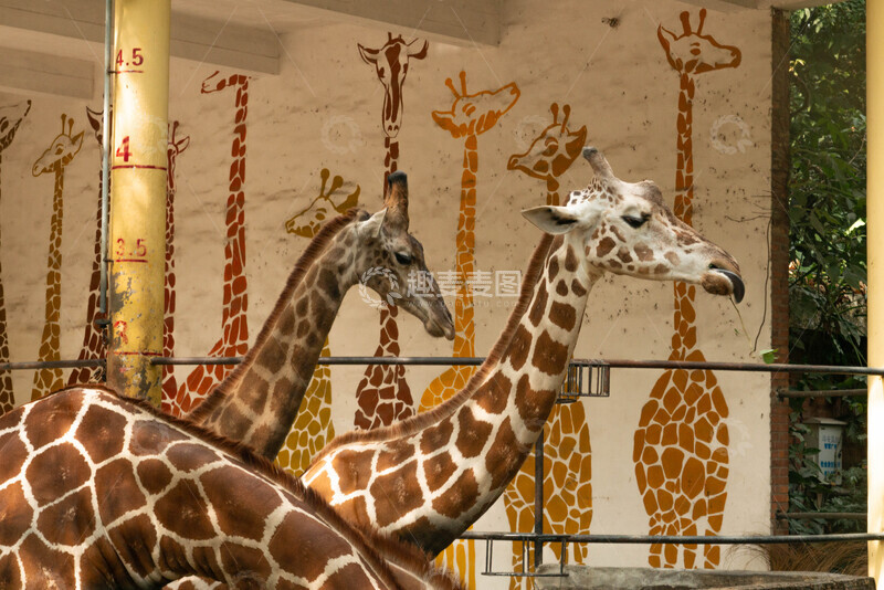 高清大图下载【趣麦麦图】动物园长颈鹿吃树叶摄影