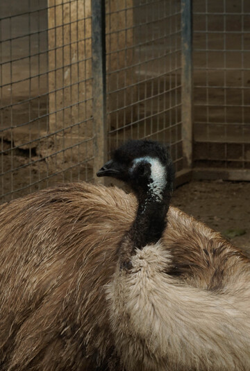 动物园鸸鹋特写