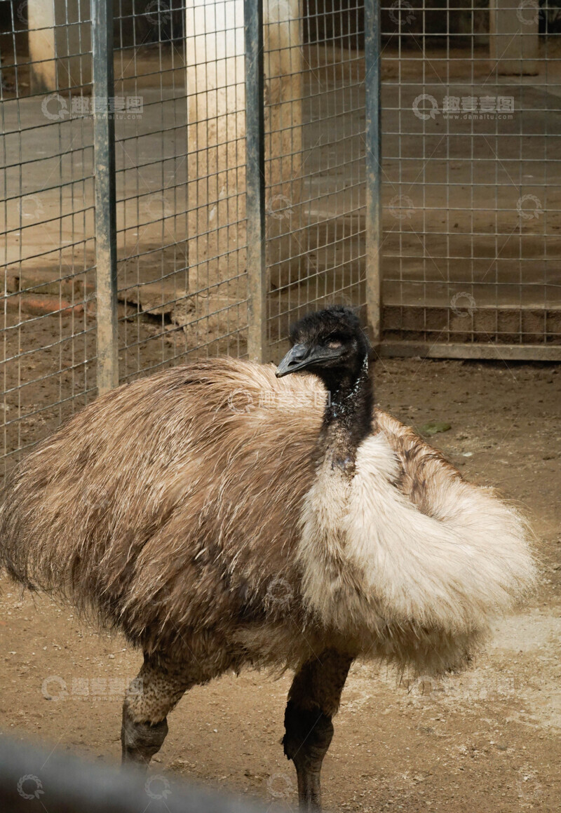 高清大图下载【趣麦麦图】动物园鸸鹋特写摄影
