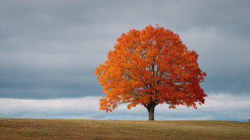 枫叶飘落秋意浓