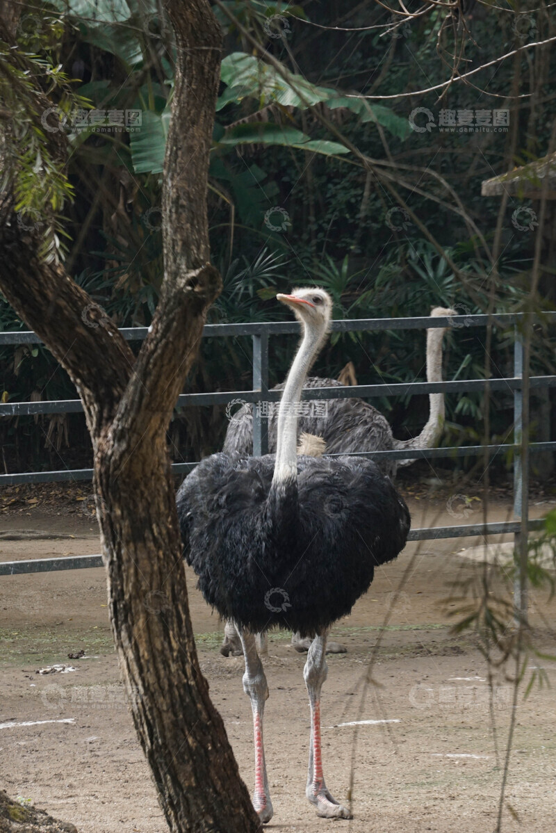 高清大图下载【趣麦麦图】动物园鸵鸟站姿摄影