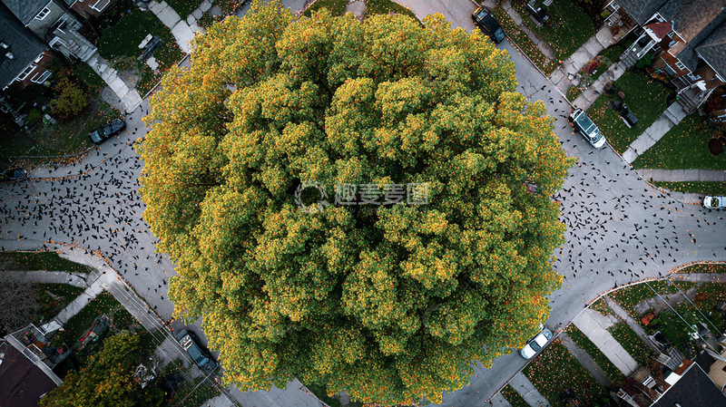 高清大图下载【趣麦麦图】高空俯瞰秋日大树
