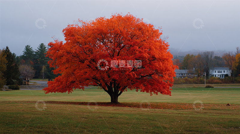高清大图下载【趣麦麦图】秋日红叶树静谧