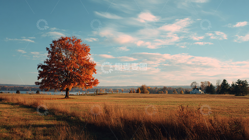 高清大图下载【趣麦麦图】秋日孤树映蓝天
