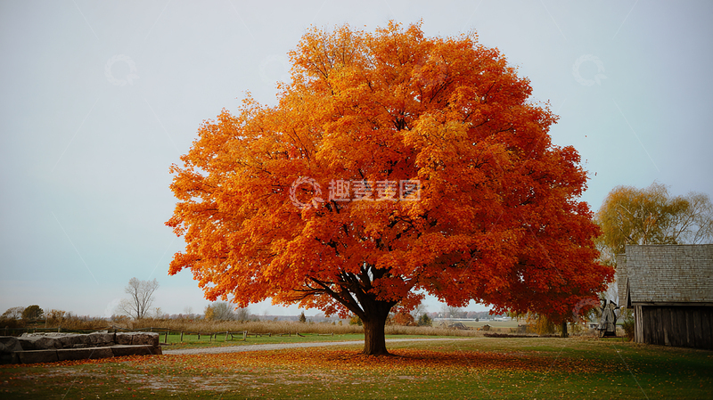 高清大图下载【趣麦麦图】秋日艳丽枫树
