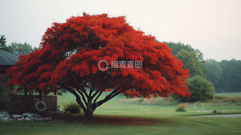 高清大图下载【趣麦麦图】秋季红叶树优美景观