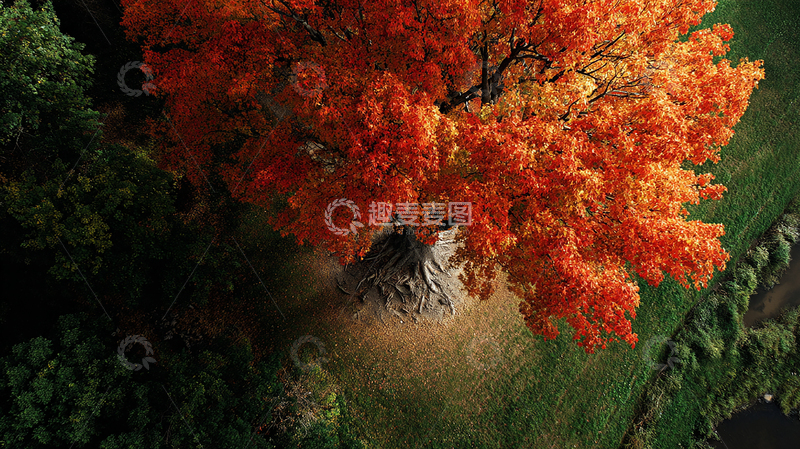 高清大图下载【趣麦麦图】秋日红叶高大树