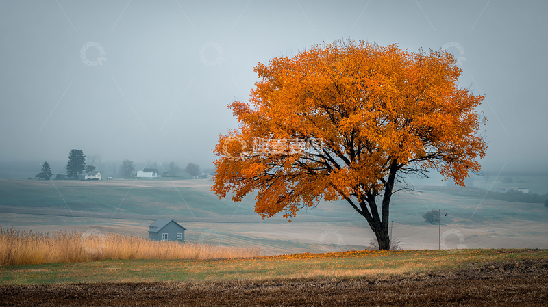 高清大图下载【趣麦麦图】秋日孤树彩叶纷飞