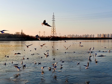 鸟群湖面飞翔城市天际线