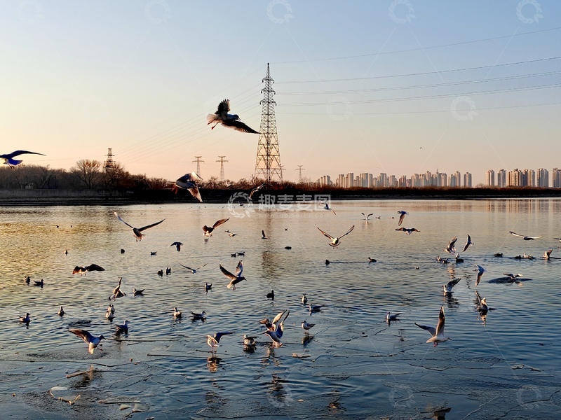 高清大图下载【趣麦麦图】鸟群湖面飞翔城市天际线