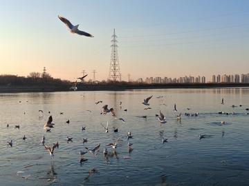 城市河畔海鸥飞舞
