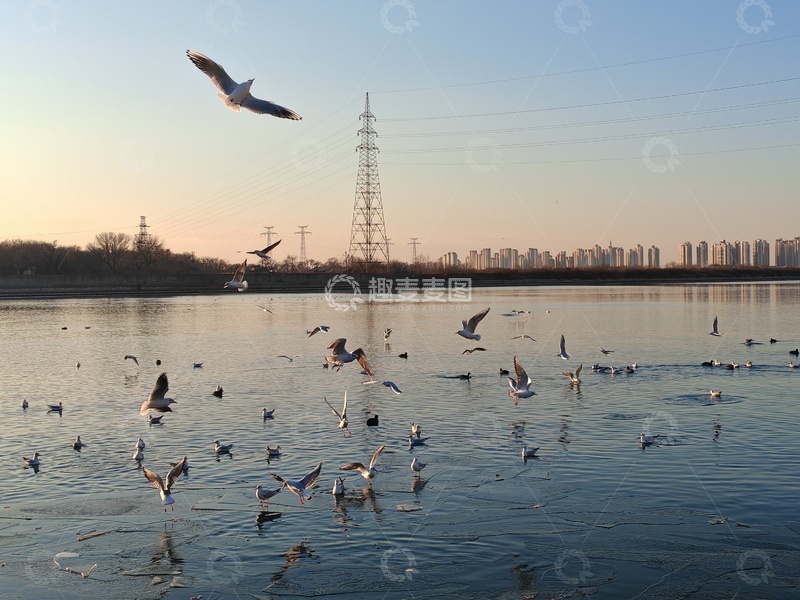 高清大图下载【趣麦麦图】城市河畔海鸥飞舞