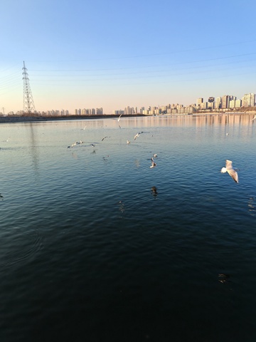 城市湖畔飞鸟图