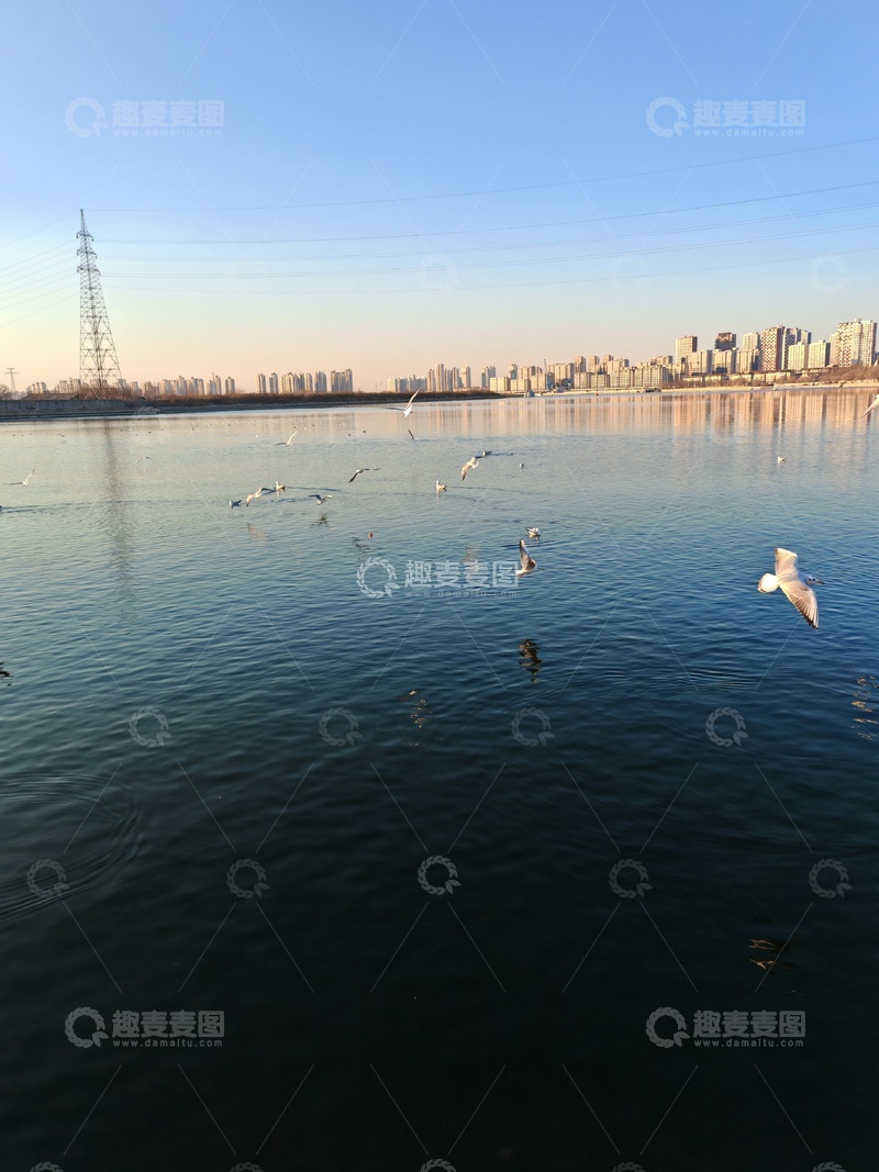 高清大图下载【趣麦麦图】城市湖畔飞鸟图