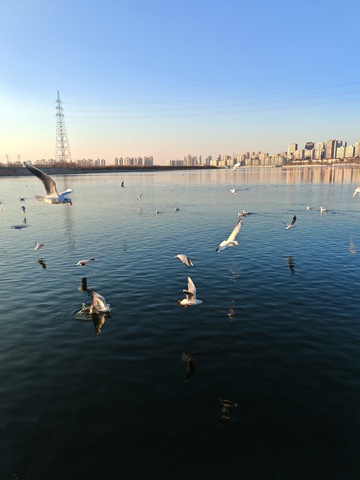 城市湖畔海鸥飞舞