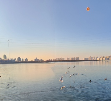 湖畔城市海鸥飞翔