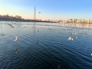 城市湖畔海鸥飞舞