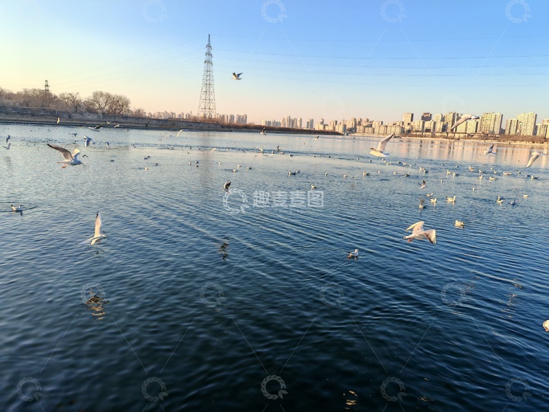高清大图下载【趣麦麦图】城市湖畔海鸥飞舞